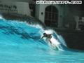 photo de surf