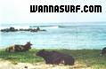 photo de surf