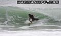 photo de surf