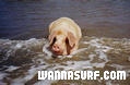 photo de surf