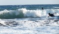 photo de surf