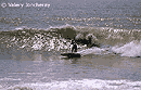 photo de surf