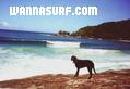 photo de surf